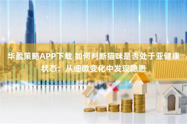 华盈策略APP下载 如何判断猫咪是否处于亚健康状态:从细微变化中发现隐患